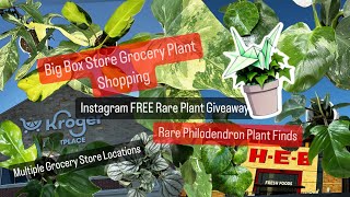 Big Box Store Plant Shopping Grocery Store Rare Philodendron Plant Finds Free Philodendron Giveaway [upl. by Adolpho]