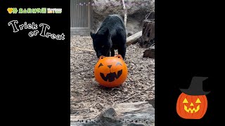 【東山動植物園公式】2024ハロウィン：ハロウィンプレゼント ～マヤ編～《 ジャガー 》 [upl. by Enelrahc573]