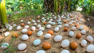 wow wow pick a lot of duck eggs under banana tree near the village by hand a female farmer [upl. by Lehcyar]