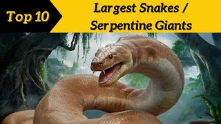 Top 10 Largest Snakes in the World  Serpentine Giants Top10Discoverist [upl. by Aitselec]