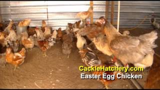 Easter Egg Chicken Breed Breeder Flock  Cackle Hatchery [upl. by Coffin588]