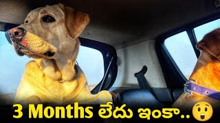 Chittu Chittula Bomma Mutton🤣  3 Months😲  Health Care  Sandy Funny video  upendragani [upl. by Nnylyma]