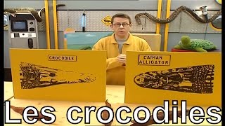 Yatil une différence entre crocodile et caiman  Cest pas sorcier [upl. by Pellet]