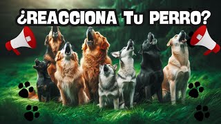 ¡Desafía a Tu Perro Perros Ladrando Fuerte – Reacción Increíble 🐾🔊 [upl. by Terza238]