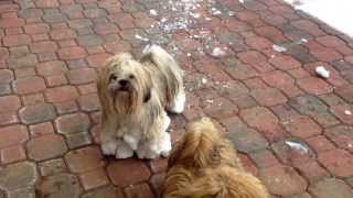 Lhasa Apso puppy on the snow cuccioli sulla neve [upl. by Mullane]