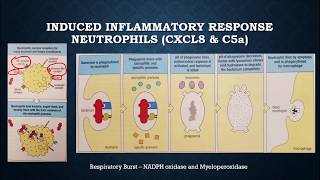 Review of Immune System [upl. by Blondelle]