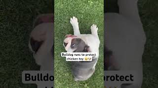 Bulldog loves chicken toy Turbo you’re so cute 🥰 bulldog aussiebulldog englishbulldog dogtoy [upl. by Hathaway130]