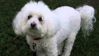 How to stop bichon frise barking Finally [upl. by Viquelia]