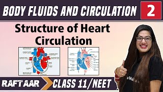 Body Fluids and Circulation 02  Structure of Heart Circulation  Class 11NEET  RAFTAAR [upl. by Ennagem]