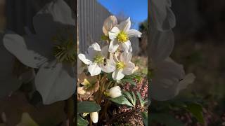 Insects starting to visit the Helleborus Lenten rose helleborus bees insects flowers garden [upl. by Norraf]