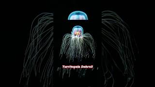 Turritopsis Dohrnii immortal jellyfish [upl. by Lowell]