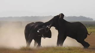 Two elephants fighting in Amboseli National Park Kenya  Part 1 [upl. by Sobmalarah]