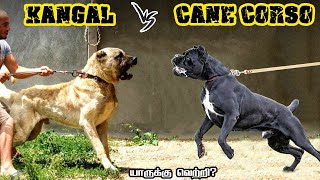 Kangal Shepherd vs Cane Corso in Tamil  டர்கிஷ் காங்கள் vs காணி கார்ஸோ savagepoint fantasybattle [upl. by Gnod]