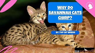 Why Do Savannah Cats Chirp  Top Cat Breeds [upl. by Craggy]