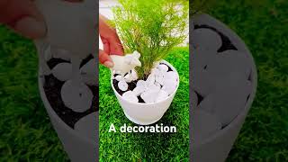 Planting fern plant [upl. by Anjanette]