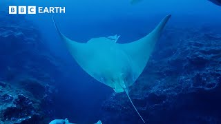 Sting Rays Deep Ocean Dive  Animals With Cameras  BBC Earth [upl. by Petronella]