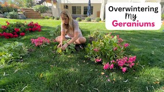 Overwintering My Geraniums Storing my potted geraniums and my bagged up geraniums 😀 [upl. by Saravat]