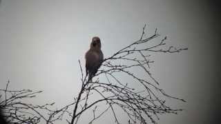 Singing Hawfinch [upl. by Harmony]