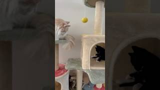 Kittens Took Over My Tree 🐱😩  Week 55  Short 163 cat kitten animals cute dailyvlog [upl. by Ehav]