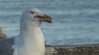 After a Long Set and Food for the Gulls [upl. by Terrence]