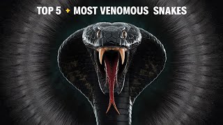 Top 5 Venomous Snakes [upl. by Athelstan]