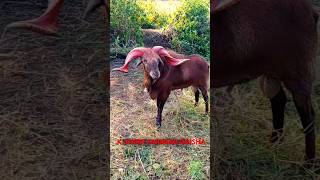 😈👿🔥viral Fighter Sheep no1 qurlie sheep 6beautiful quality 6datya 8Kviesw all New video 😂😂 [upl. by Shantha]