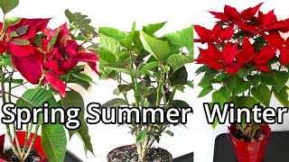 Poinsettia Care Throughout The Year [upl. by Oremo]