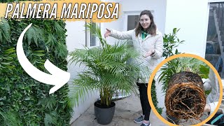 PALMERA MARIPOSA🦋🌿 Dypsis lutescens PARA INTERIOR DE CASA😱 ¡Conoce Sus Cuidados [upl. by Hope]