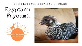 Egyptian Fayoumi  the Ultimate Survival Chicken Breed [upl. by Naivatco]