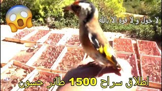 اطلاق ازيد من 1500 طائر الحسون في البرية [upl. by Notgnilra431]