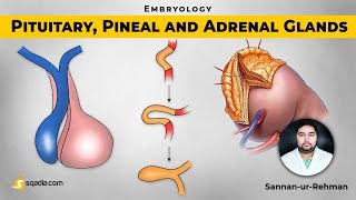 Pituitary Pineal and Adrenal Glands  Embryology Video Lectures  VLearning  sqadiacom [upl. by Reuven915]