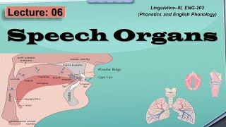 Speech Organs in Phonetics  Phonetics and English Phonology [upl. by Adnorehs601]