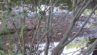 jason walking in the woods on october 14 2013 [upl. by Kelci]