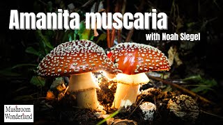 Amanita muscaria explained by Noah Seigel [upl. by Enayr]