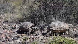 Tortuga Patagonica en su ambiente [upl. by Mcmullan]