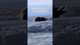 Weddell Seal Napping on floating sea ice [upl. by Aneet250]