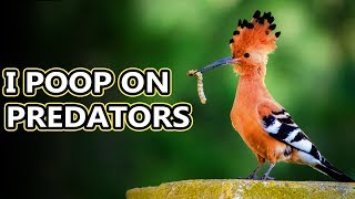 Hoopoe facts birds with stinkin great accuracy  Animal Fact Files [upl. by Yl]