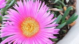 Carpobrotus Acinaciformis [upl. by Camroc835]