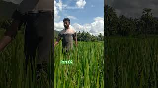 K Gullepalli Village  villagevlog villagelife villagelifestyle [upl. by Takara]