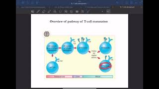 Immunology L12 C2 T cell development P1 [upl. by Aenotna]