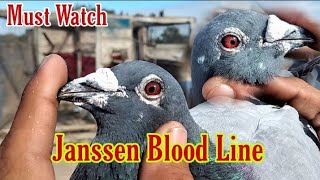 Janssen Blood Line piegon Janssen Brothers Arendonk Racing Pigeon Racing Pigeons  piegon Fancier [upl. by Euqinmod996]