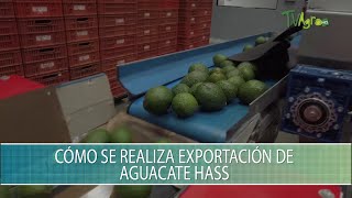 Como se realiza exportacion de aguacate Hass  TvAgro por Juan Gonzalo Angel Restrepo [upl. by Helbonnas]