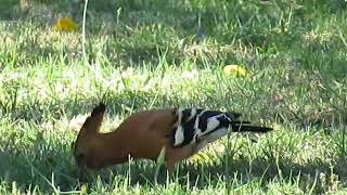 Hoopoe does the salsa birdsoftheworld birdwatching southafrica hoopoe [upl. by Leinahtan925]