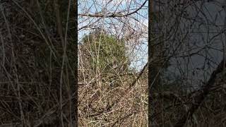 Possible Whiteeared bulbul in Belgium Namur [upl. by Anaderol]