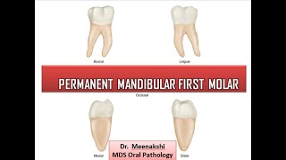 Permanent Mandibular First Molar [upl. by Tisman710]