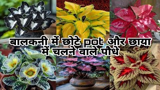 Balcony में छाया में चलने वाले खूबसूरत permanent shade loving plantssmall pot plantindoor plants [upl. by Neirol]