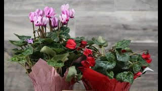 Caring for florist cyclamen  Tips for Growing Cyclamen Plants [upl. by Anuahs]