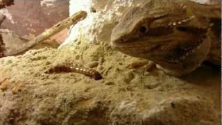 Agama Brodata  Pogona vitticeps [upl. by Aitnahc]