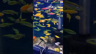 Zebra Fish Breeding shorts zebrafish monsterfishdom short shortvideo shortsvideo trending [upl. by Andrew15]