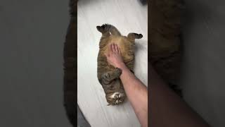 funny catcatcatscatlover catshorts funnycatsyoutubeshorts funnyvideo music [upl. by Luanni]